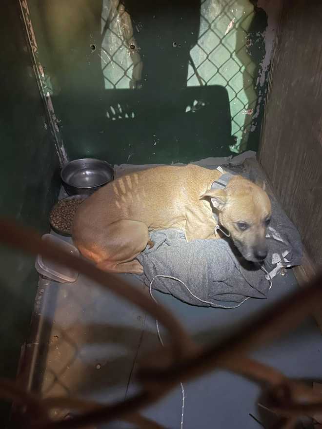Maine man charged after starving dog found locked in Caribou home