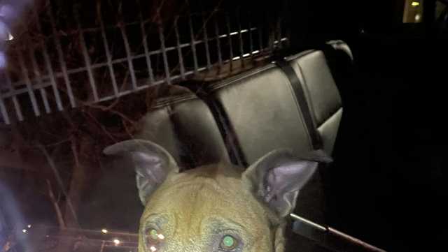 Maine man charged after starving dog found locked in Caribou home - Vimarsana News
