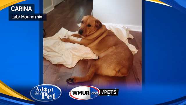 Carina is a 2-year-old Lab/Hound mix