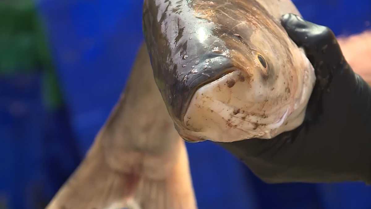 Missouri conservation groups work to get rid of invasive carp in Platte River
