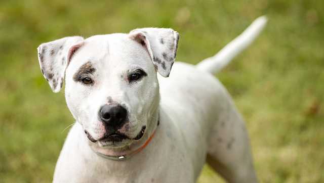Kentucky Humane Society lowering adoption fees as part of nationwide 'Empty the Shelters' event - Vimarsana News