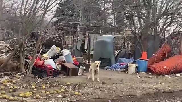 Cass County Sheriff's Office rescues dogs from the freezing cold - Vimarsana News