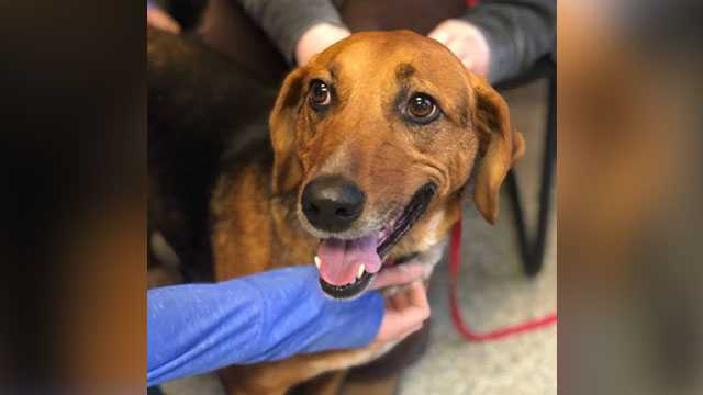 Dog finds forever home after spending 525 days at shelter