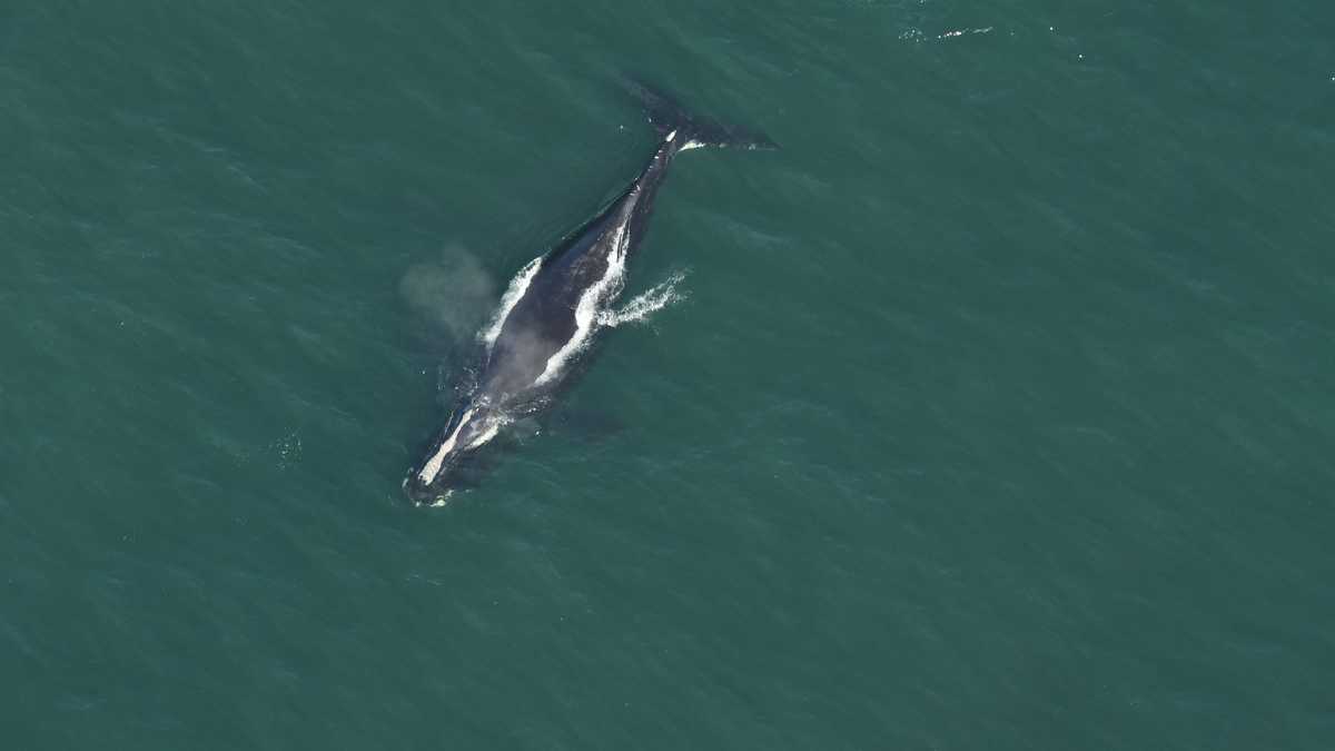 Aerial survey team spotted 15 North Atlantic right whales near ...