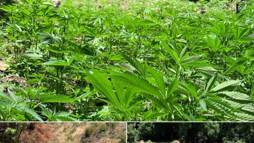 Illegal cannabis grow discovered on state park land in the Santa