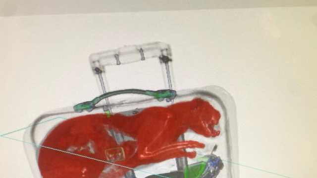 TSA finds a cat in passenger's checked bag in New York - Vimarsana News