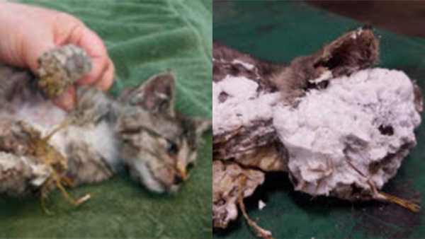 Garbage worker rescues kitten found in trash can, encased in spray foam