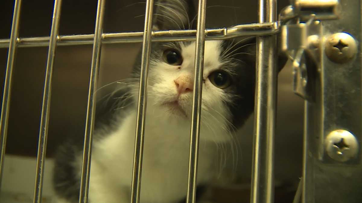 New program aims to control feral cats in South Florida