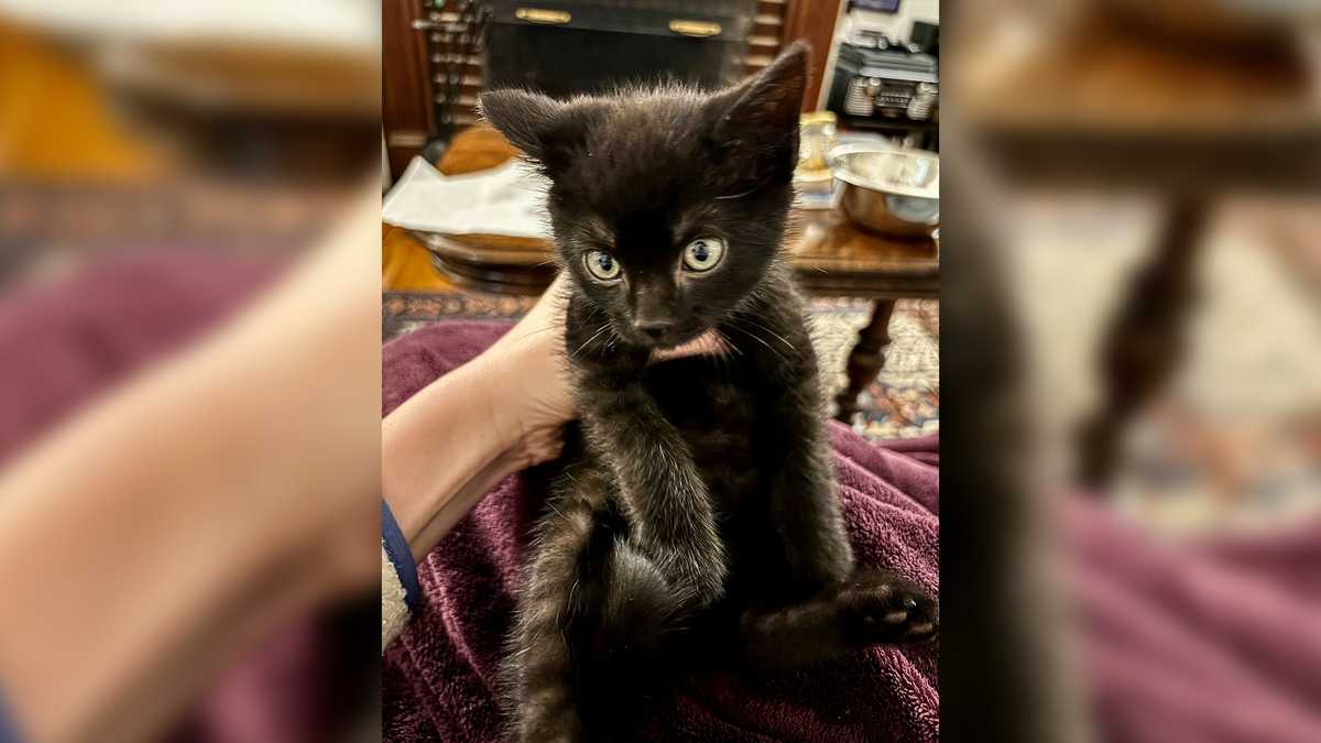 Kitten found nearly frozen to death gets 2nd chance thanks to rescuers