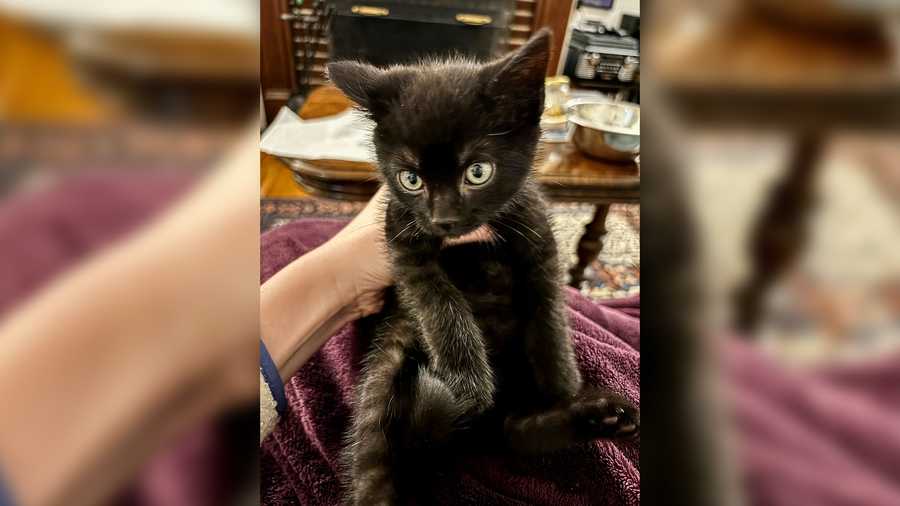 Applesauce was found among a cat colony by a resident who monitors and feeds the colony and was very alarmed when the kitten was found cold and listless. ﻿