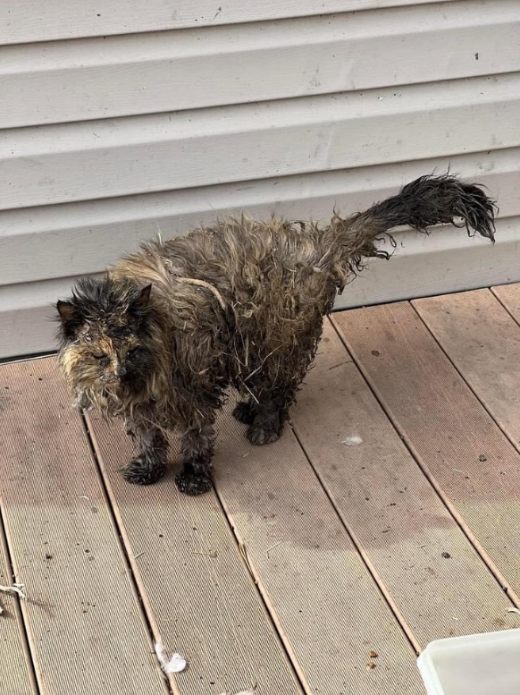 Cat Who Survived Tornado Is Found Sitting on Pillow Amongst Debris