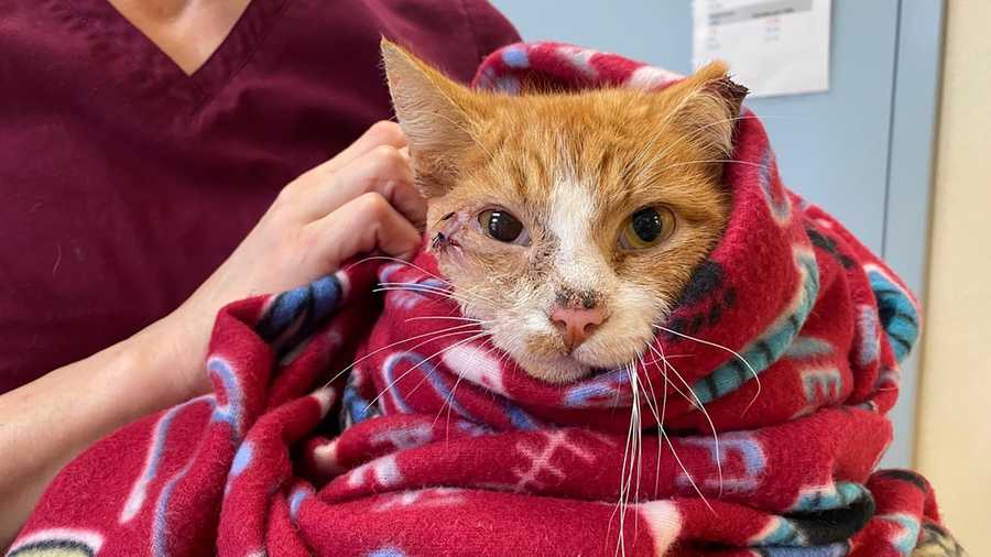 Cupid the cat is recovering from surgery after he was found with an arrow through the head on February 14.