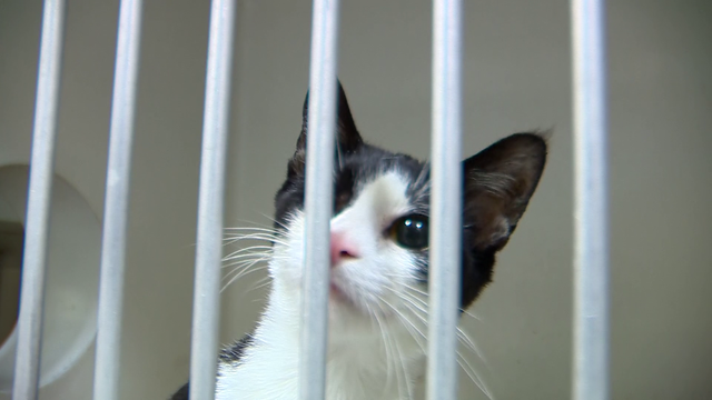 ARL seeing double number of surrendered animals, urge spaying/neutering - Vimarsana News