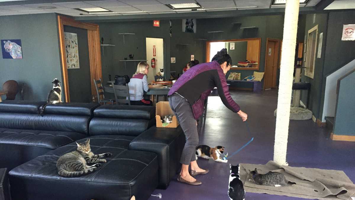  Cat  caf   opens in Downtown Greenville