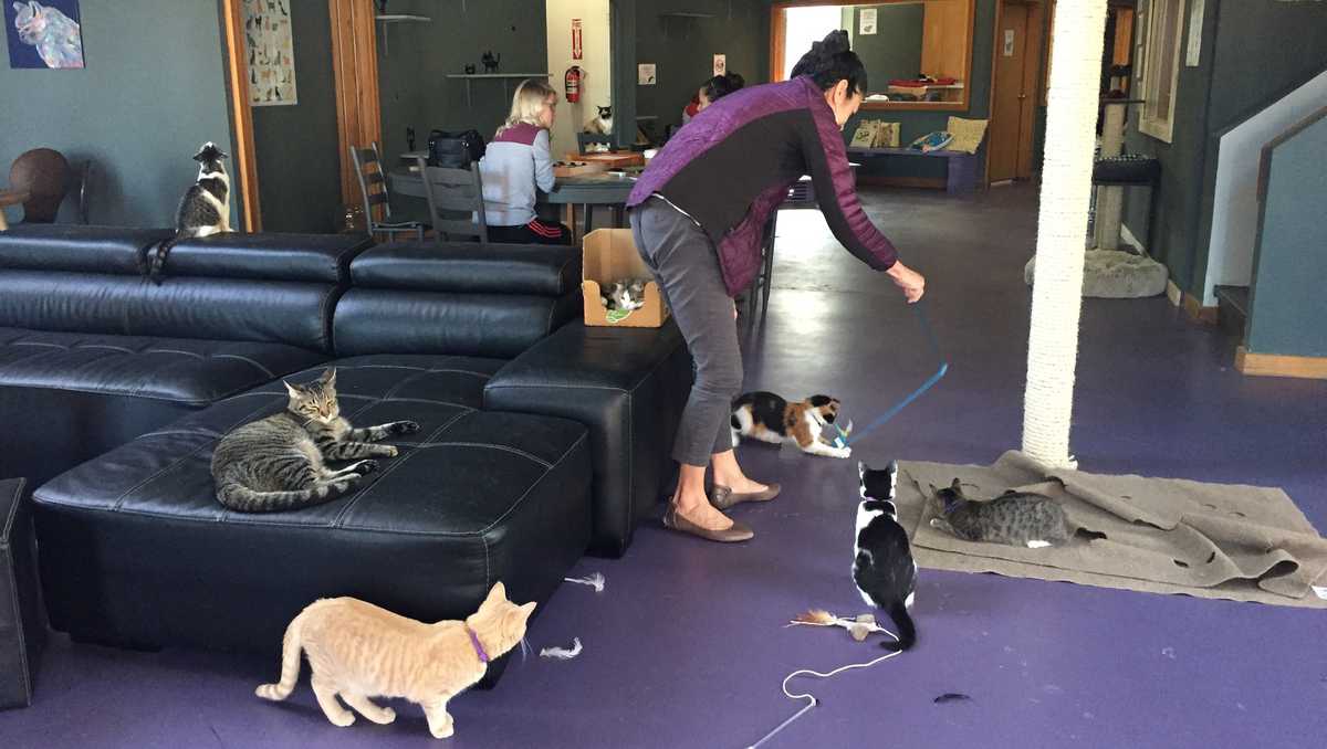 Cat caf opens in Downtown Greenville Cat caf opens in Downtown Greenville