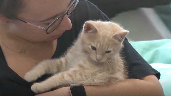  Louisville  cat  cafe  celebrates 1 000 adoptions