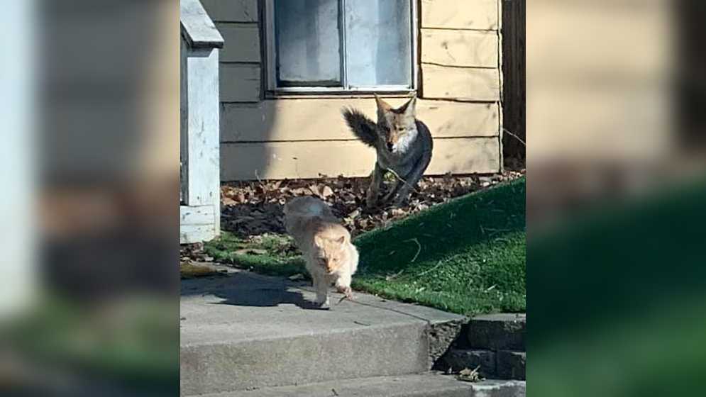 Sac photographer snaps pictures of cat escaping coyotes in midtown