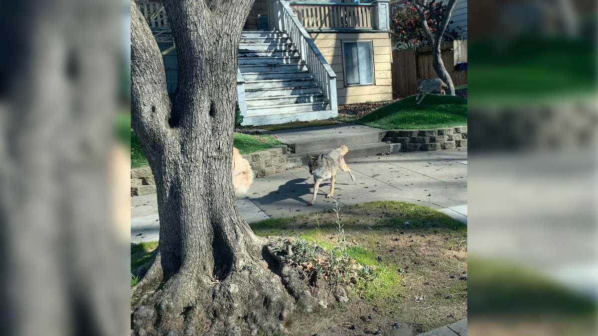 Sac photographer snaps pictures of cat escaping coyotes in midtown