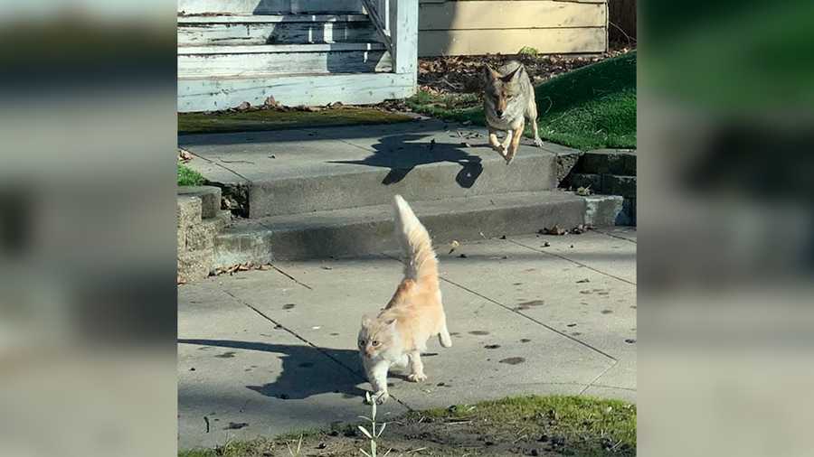 Sac photographer snaps pictures of cat escaping coyotes in midtown