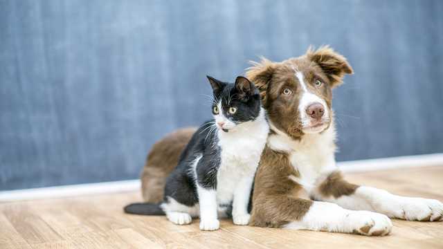 Clear The Shelters 2023 pet adoption event in Northern California - Vimarsana News