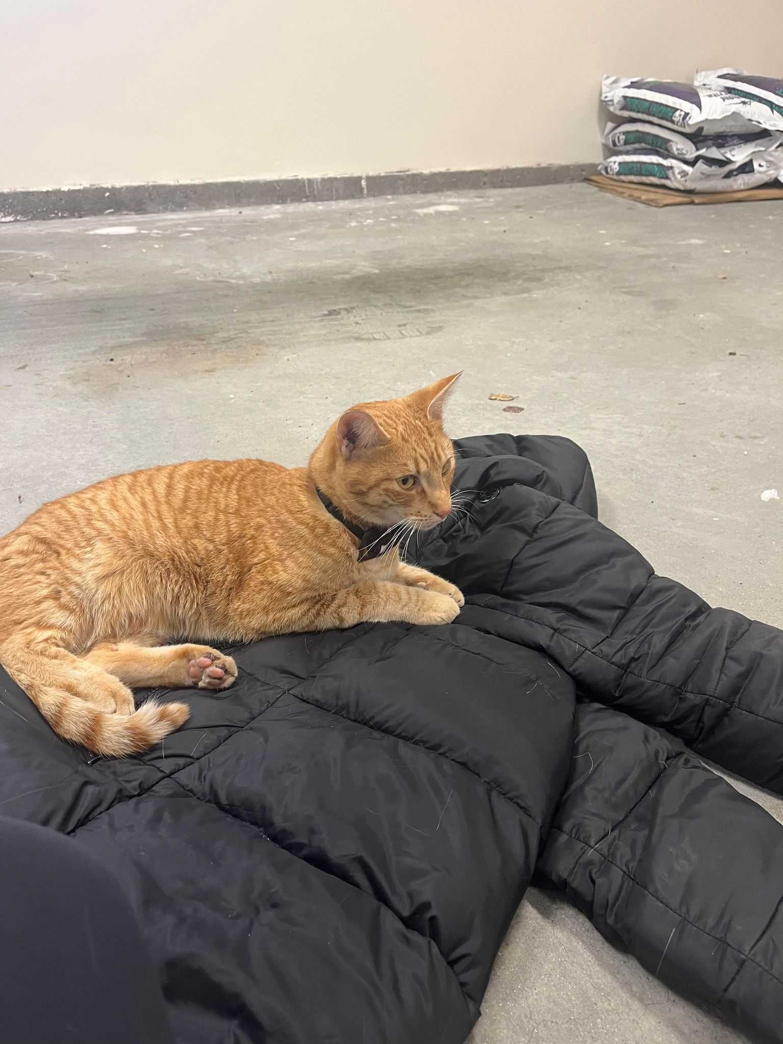 Found orange hot sale cat