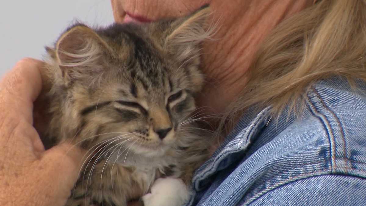 Kitten found dumped in taped box along busy road