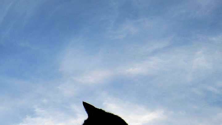 Rabid cat found in Upstate community; 2 people, 16 cats, and 9 dogs exposed