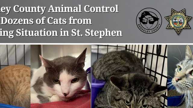South Carolina: Woman charged after 20 cats found dead in house - Vimarsana News