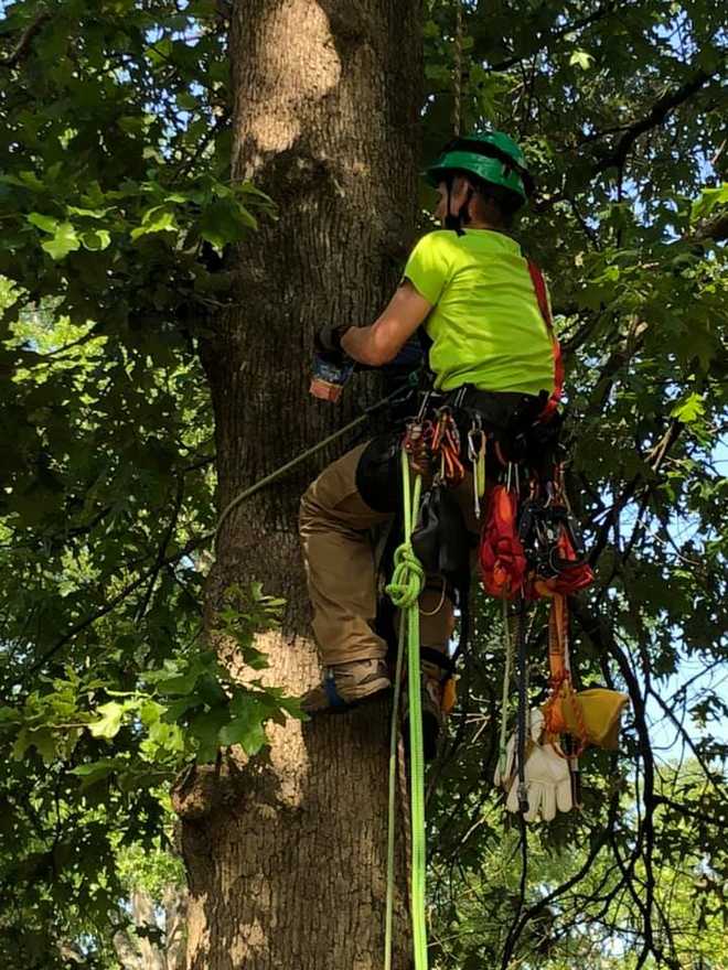 Cat whisperer rescues Pearl family cat from tree