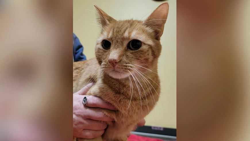 Florida cat missing for 2 years found 1,400 miles from home