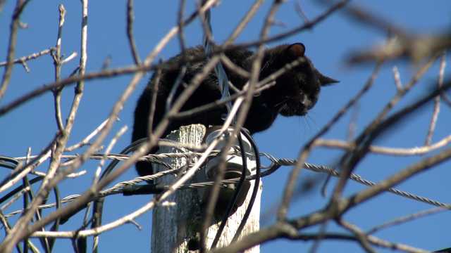 Workers rescue cat stuck on top of utility pole in Milwaukee's Riverwest neighborhood - Vimarsana News