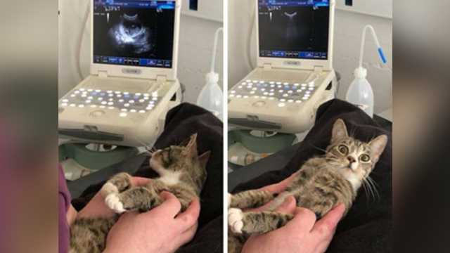 Cat�s hilarious reaction to finding out she�s pregnant