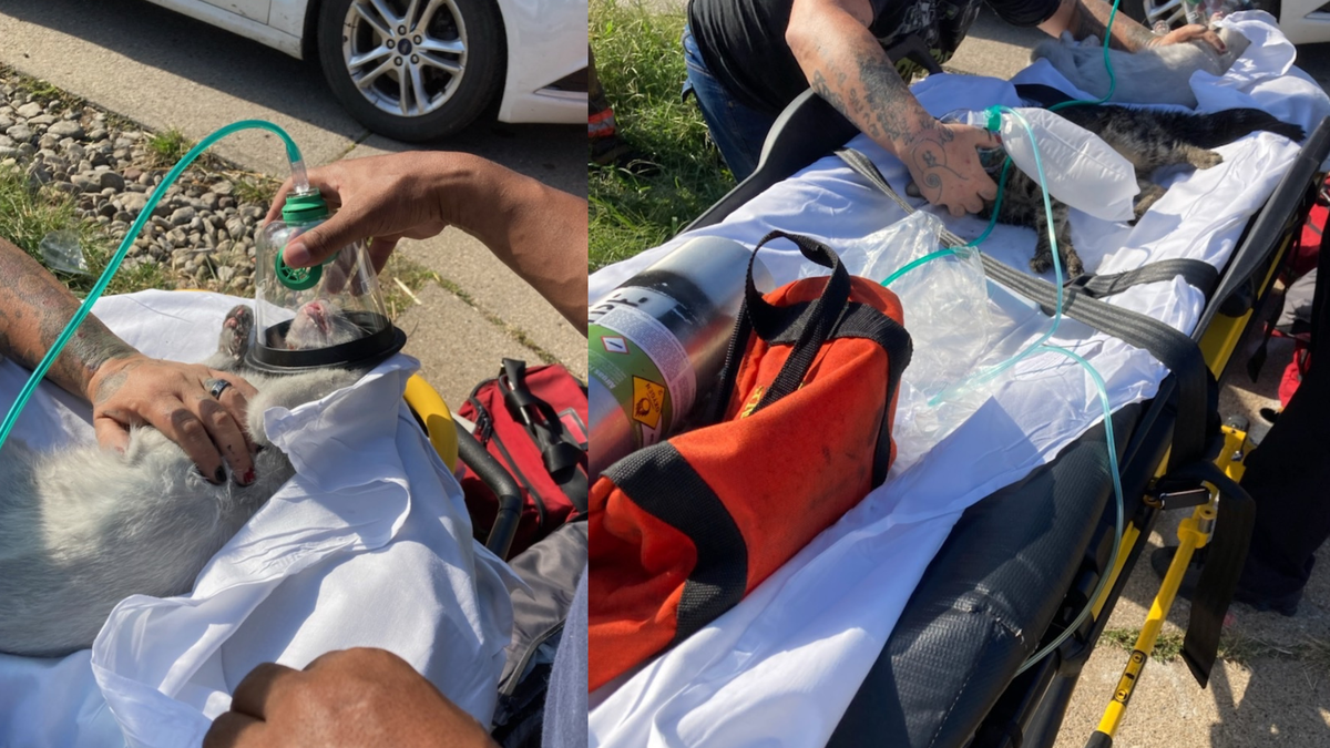 Cincinnati firefighters rescue cats from house fire, administer oxygen