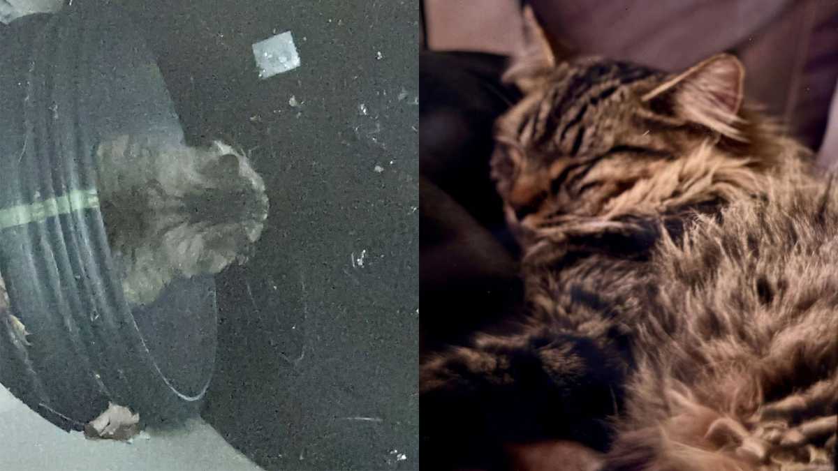 Cat trapped in Yarmouth storm drain rescued after nearly 2 weeks - WMTW