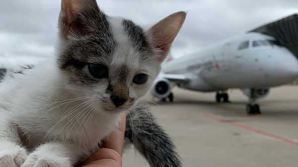 Kitten rescued from terminal ramp