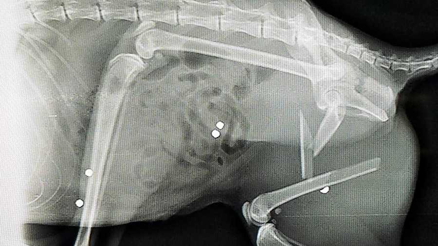 X-ray showing shot gun pellets in cat