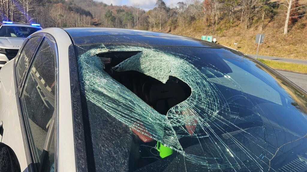 Eagle drops cat through car windshield along North Carolina highway