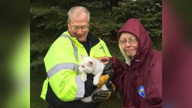 Crew rescues cat stuck in tree for 3 days after being dropped by hawk