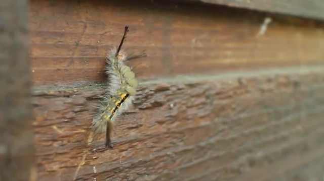 Tussock moth caterpillars: Skin-irritating bug appears in Florida - Vimarsana News