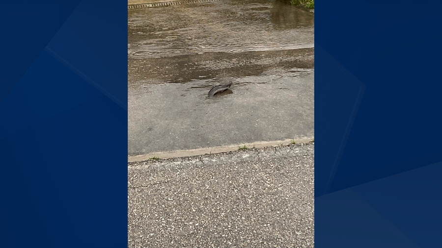Florida Videos and Photos Hurricane Debby leaves flooding in its wake