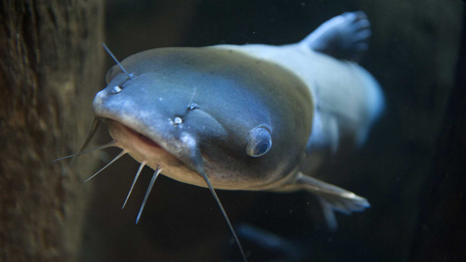 US scientists are combining catfish and alligator DNA. Here's why - Vimarsana News