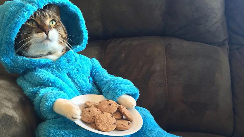 US embassy accidentally sends email &#39;meeting&#39; invite featuring photo of cat  in pajamas