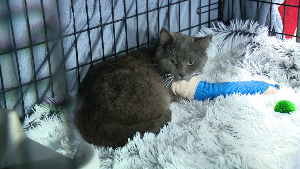 Video shows dramatic rescue of cat from 100-foot-tall tree - WMTW