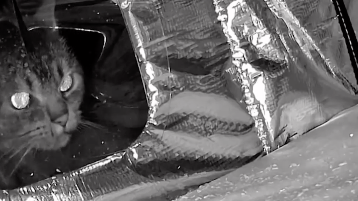 Massachusetts resident cares for stray cats in nor'easter