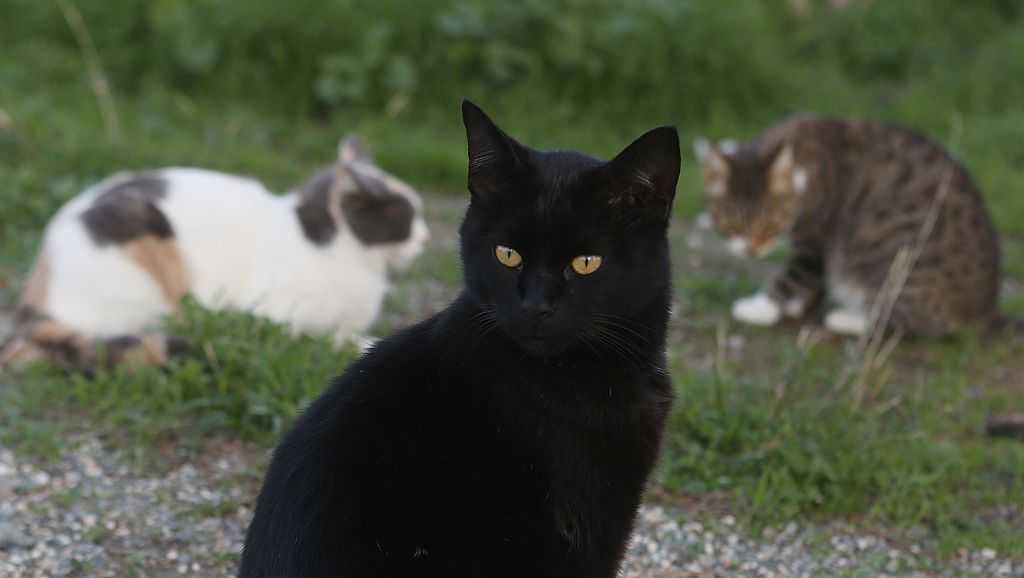 Report Teen’s schizophrenialike symptoms were caused by catscratch