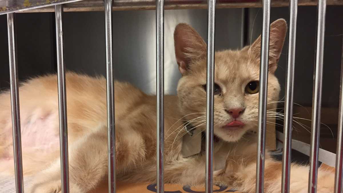 PHOTOS: Dozens of cats rescued from poor conditions now up for adoption