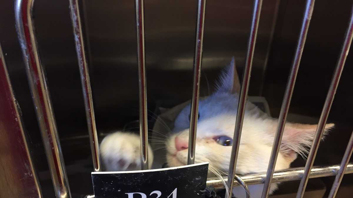 PHOTOS: Dozens of cats rescued from poor conditions now up for adoption