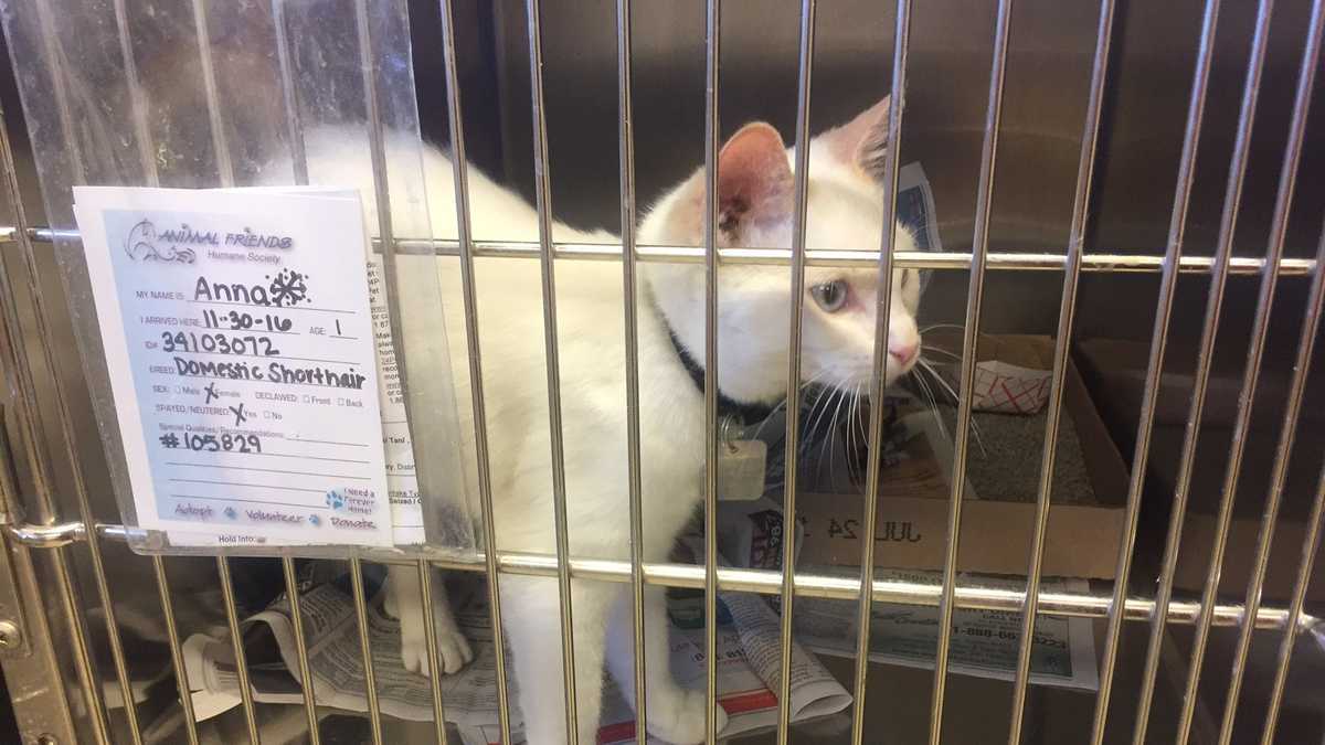 PHOTOS: Dozens of cats rescued from poor conditions now up for adoption