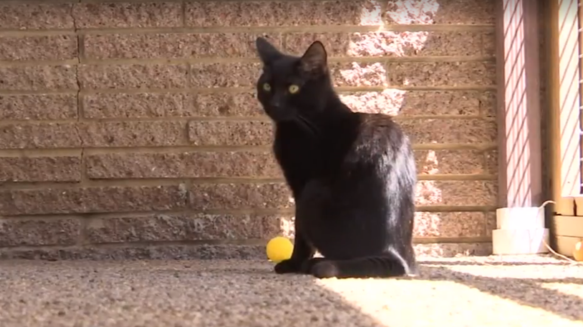 42 cats euthanized after infection sweeps animal shelter