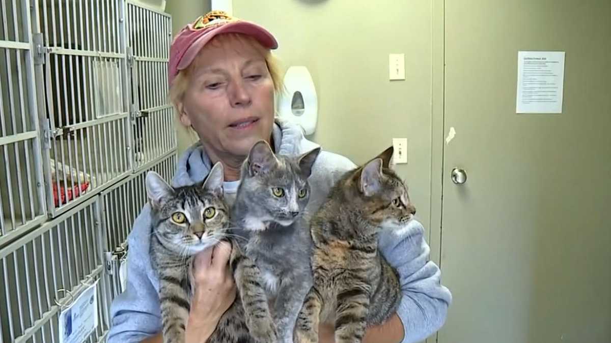 'So disturbing' Surveillance video shows kittens hurled from car